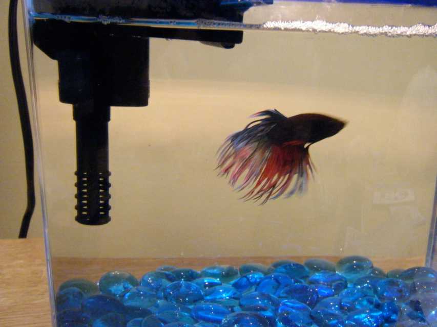 Setting Up a Planted Aquarium: Your First Thriving Tank