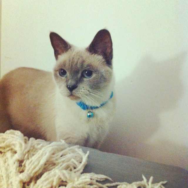 Moving Your Cat to a New Home PetHelpful