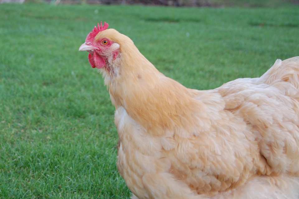 The Best Backyard Chicken Breeds PetHelpful