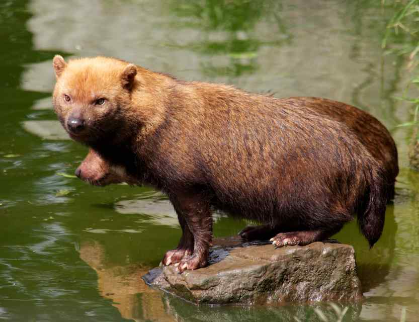 Top 10 Most Dangerous Wild Dogs Tanukis, Dingoes, and More PetHelpful