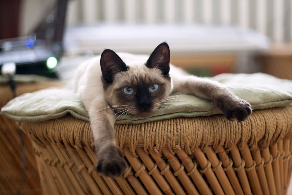 14 Best Hypoallergenic Cat Breeds For People With Allergies - PetHelpful