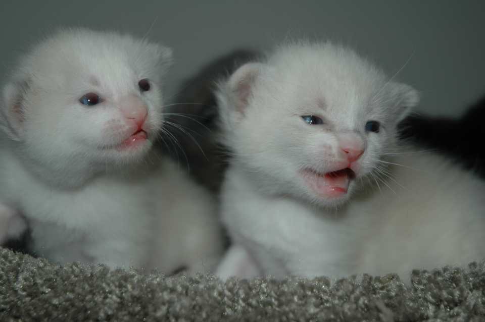 Will My Kitten's Blue Eyes Change Color? (Common Kitten Questions