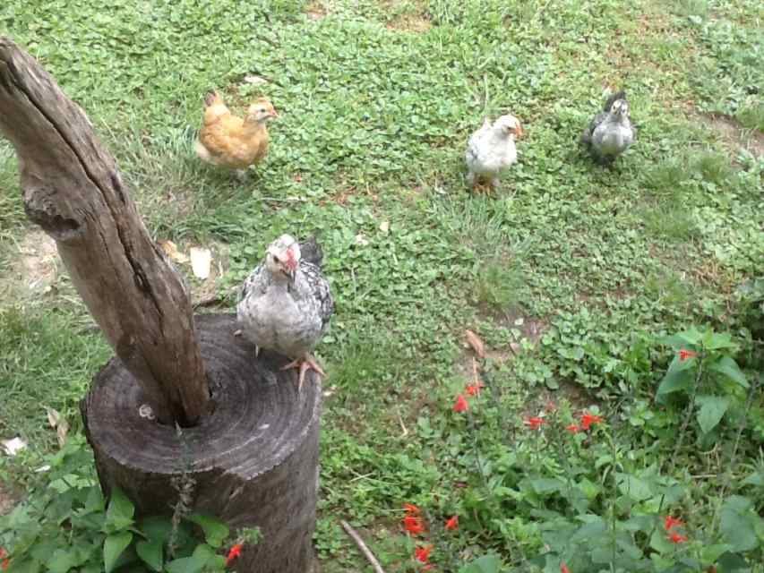 Tips for Raising Chickens The Pet That Pays for Itself PetHelpful
