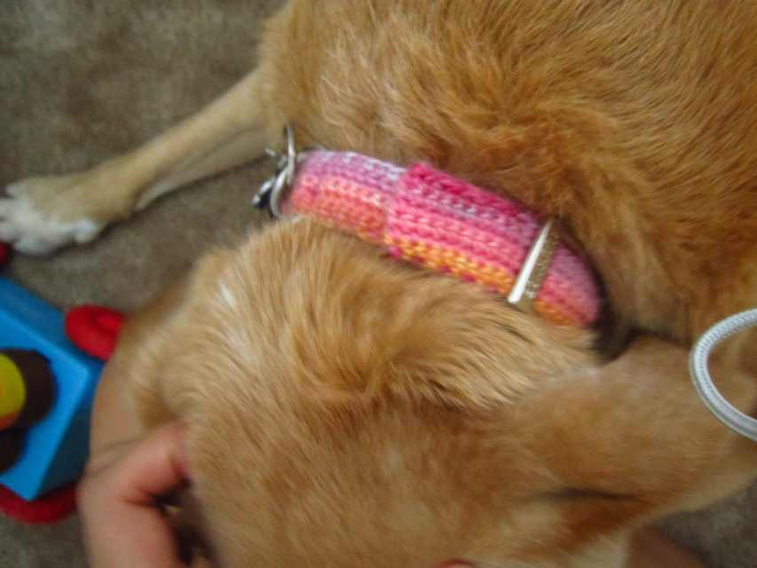 Crochet a Dog Leash and Collar DIY Pattern