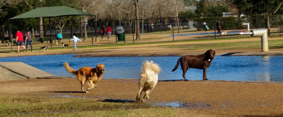 Congressman Bill Archer Dog Park: Houston Doggy Heaven - WanderWisdom