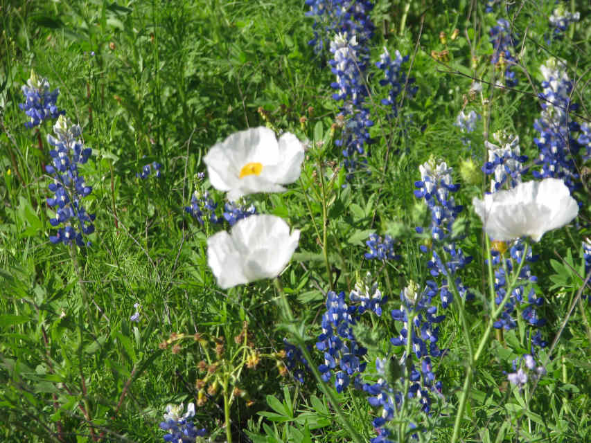The Best Drive for Seeing Texas Wildflowers (With a Photo Guide