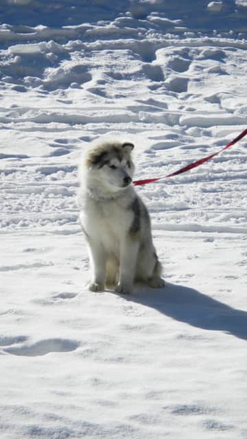 Dog-Friendly Sno-Parks & Trails in Central Oregon - HubPages