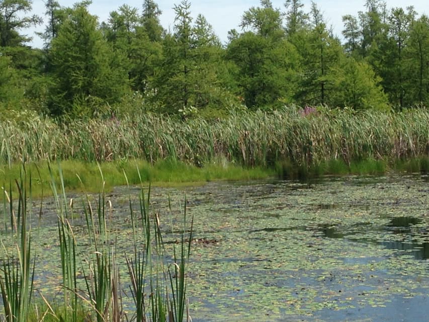 The Famous Quaking Bog You've Never Heard of - HubPages