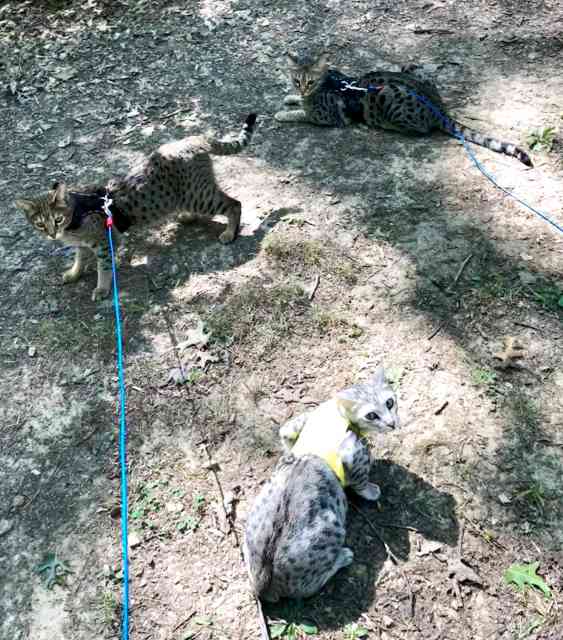 Best Ohio Camping Iron Ridge at the Beautiful Lake Vesuvius HubPages