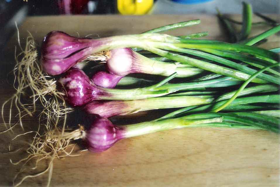Root Crops Grown in the Philippines HubPages