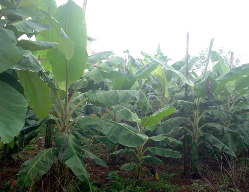 About Plantains Nutrition Facts, Nutritional, Health Benefits And