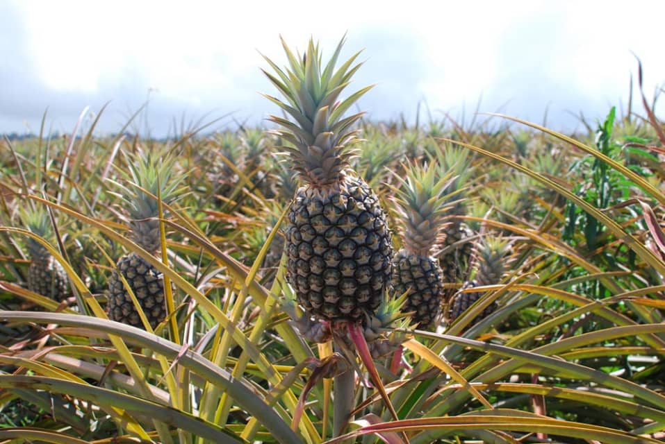 Fruits Found in the Philippines - HubPages