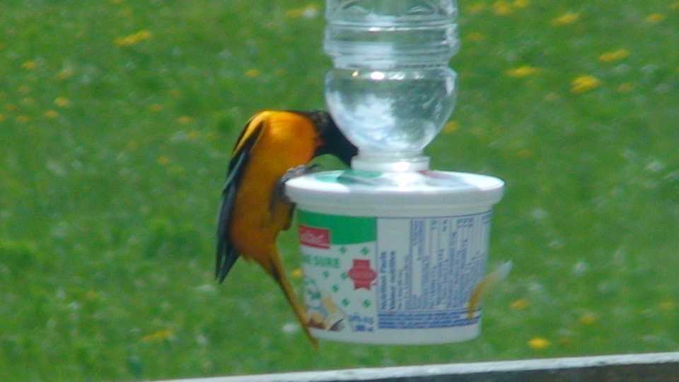 Bird Behaviour at Bird Feeders Lesson Plan for Elementary Students