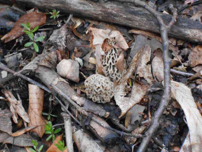 Hunting Morel Mushrooms HubPages