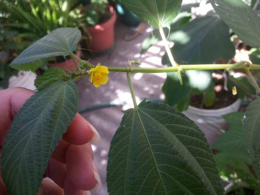 Corchorus Olitorius Jute Plant, Saluyot, or Egyptian Spinach Photos