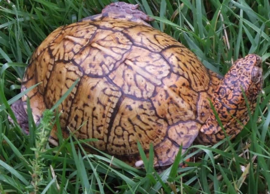 What You Should Know About Eastern Box Turtles - HubPages