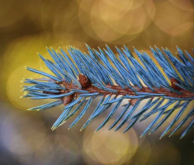 Christmas Fir Tree Types, Usage, and Ecology HubPages