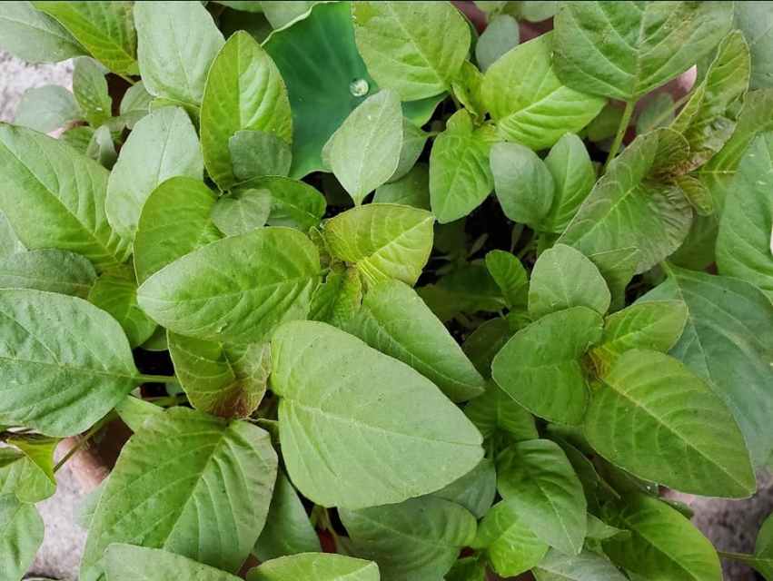 Complete Guide to Filipino Vegetables (With Tagalog Names) Delishably