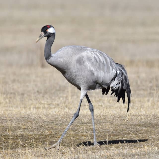 Top 10 Highest Flying Birds in the World - Owlcation