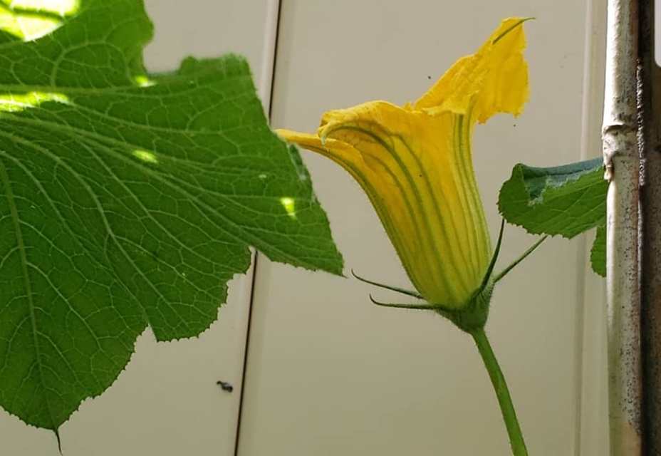 How to Grow Kabocha Squash and Prepare Flowers, Leaves, and Fruits for