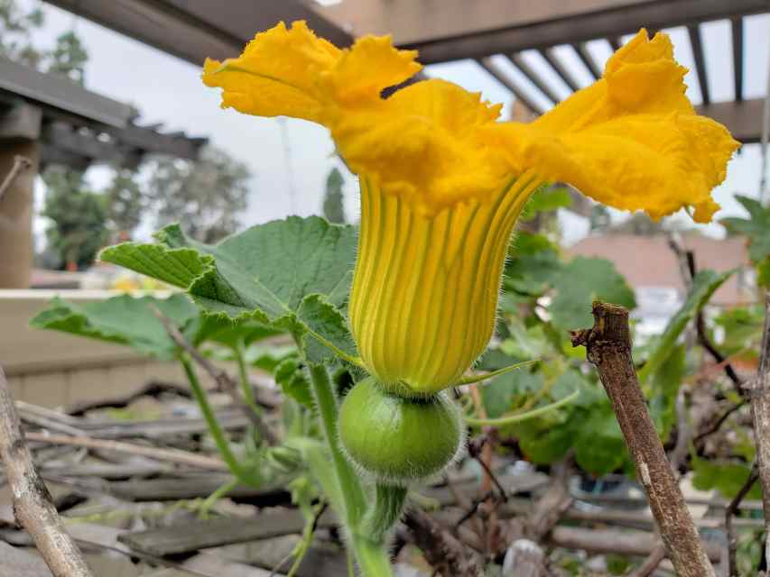 How to Grow Kabocha Squash and Prepare Flowers, Leaves, and Fruits for