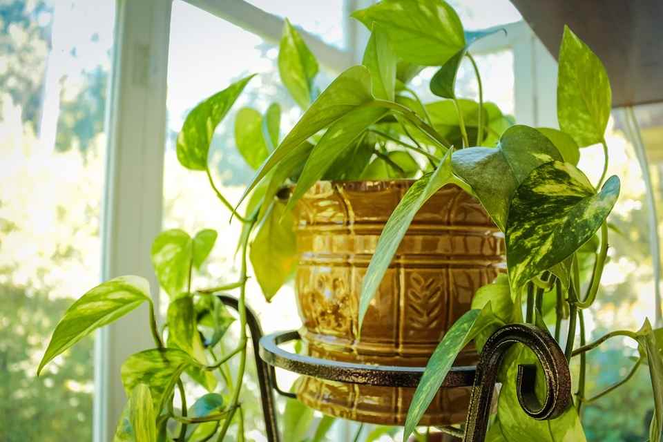 AirPurifying Bedroom Plants That Can Survive Low Light Dengarden