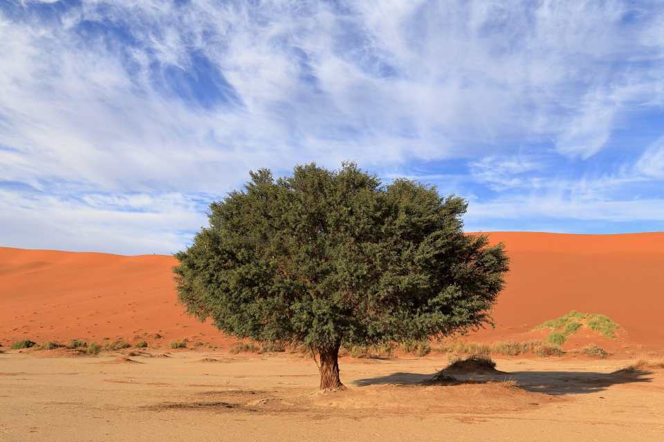 6 Hardest Trees in the World (With Photos) Owlcation