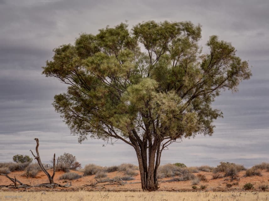 6 Hardest Trees in the World (With Photos) Owlcation