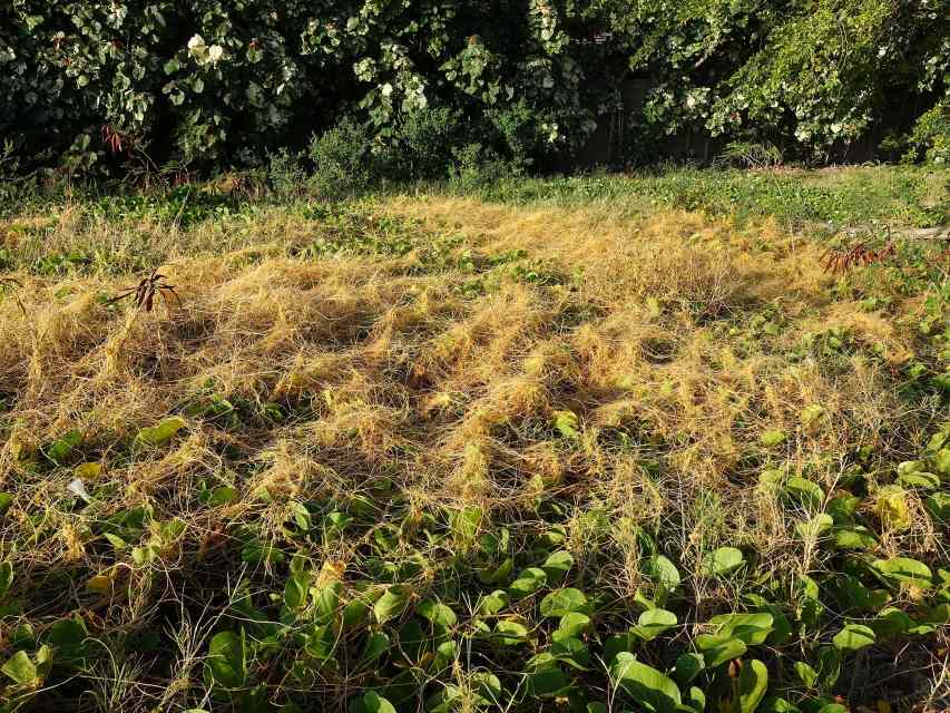 4 Plants That Don't Have Chlorophyll Owlcation