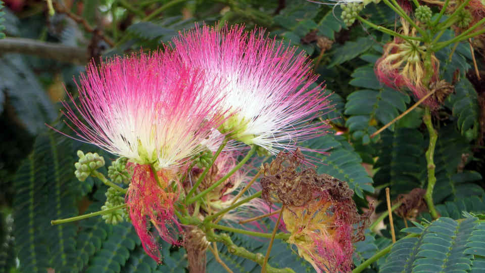 How to Grow or Remove Mimosa (Persian Silk) Trees - Dengarden