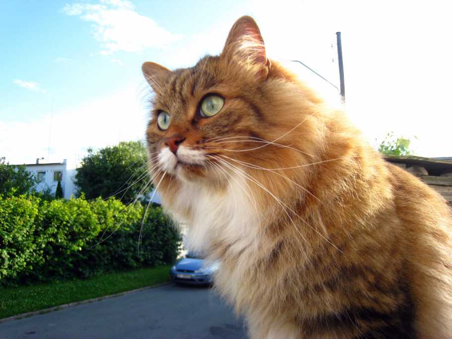 14 Best Hypoallergenic Cat Breeds for People With Allergies
