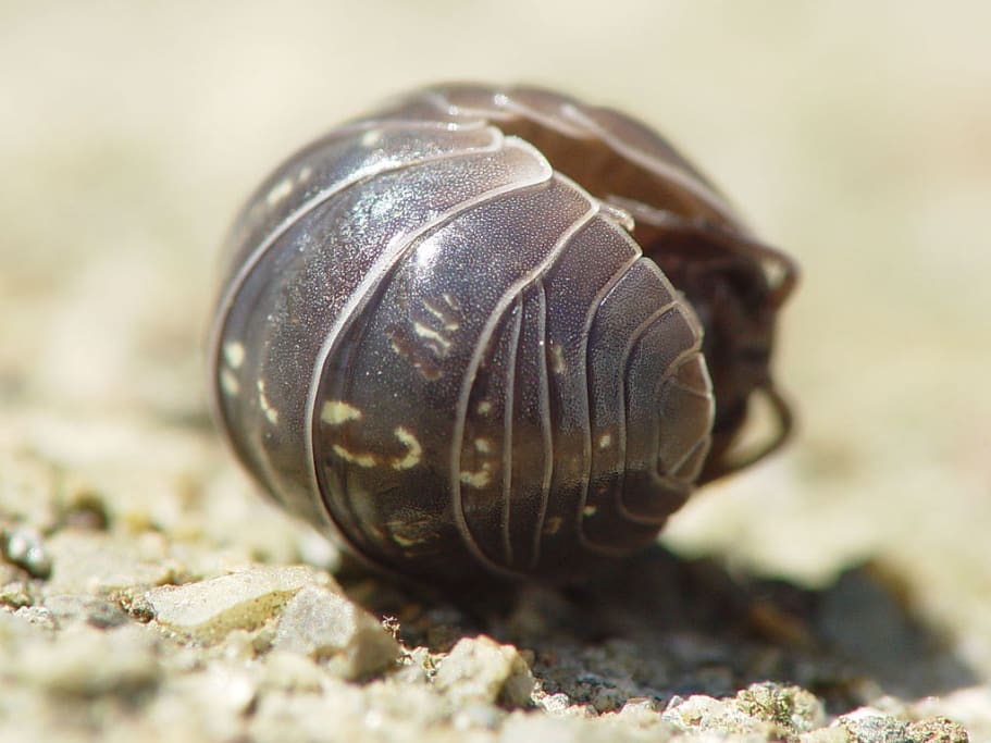 Crustaceans & Arachnids Lesson for Middle School Biology - HubPages