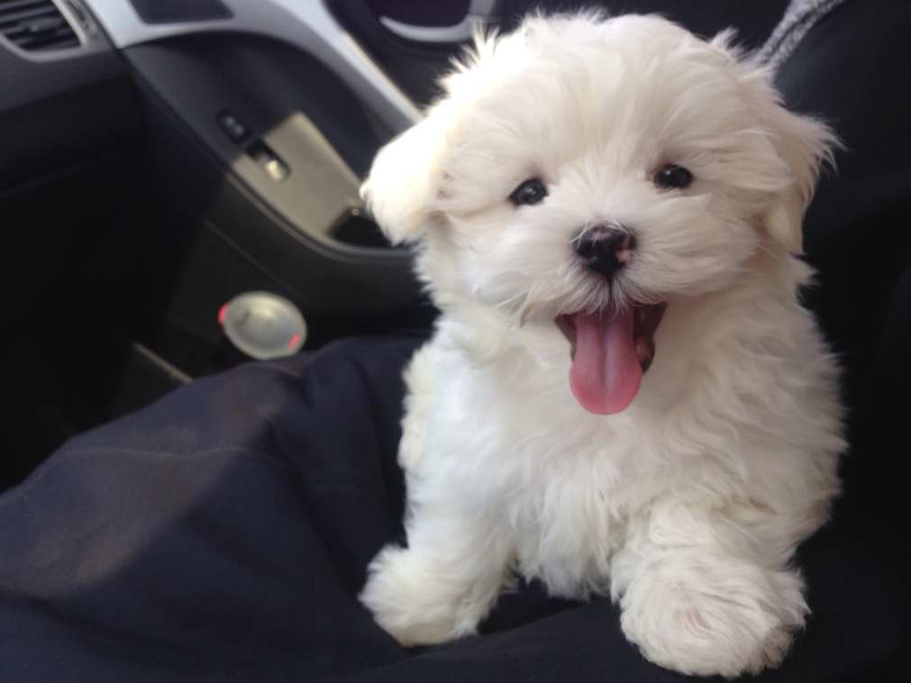 24 Hypoallergenic Dogs That Don't Shed PetHelpful By fellow animal