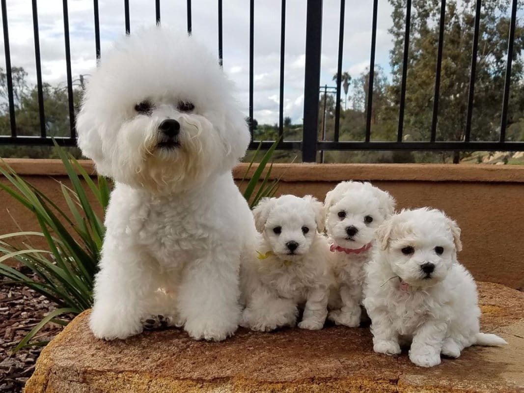 24 Hypoallergenic Dogs That Dont Shed Pethelpful By Fellow Animal