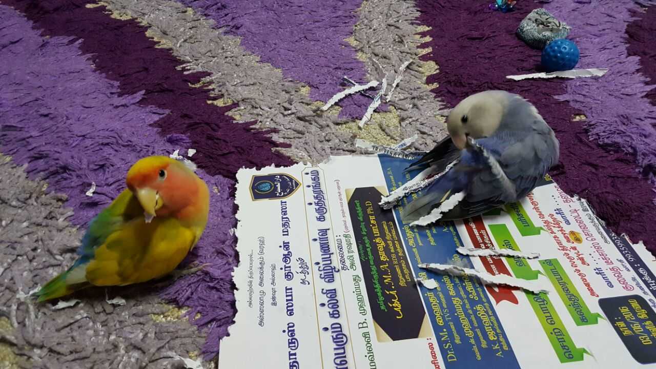 Lovebird Courtship and Mating Breeding, Nesting, Behavior, and More