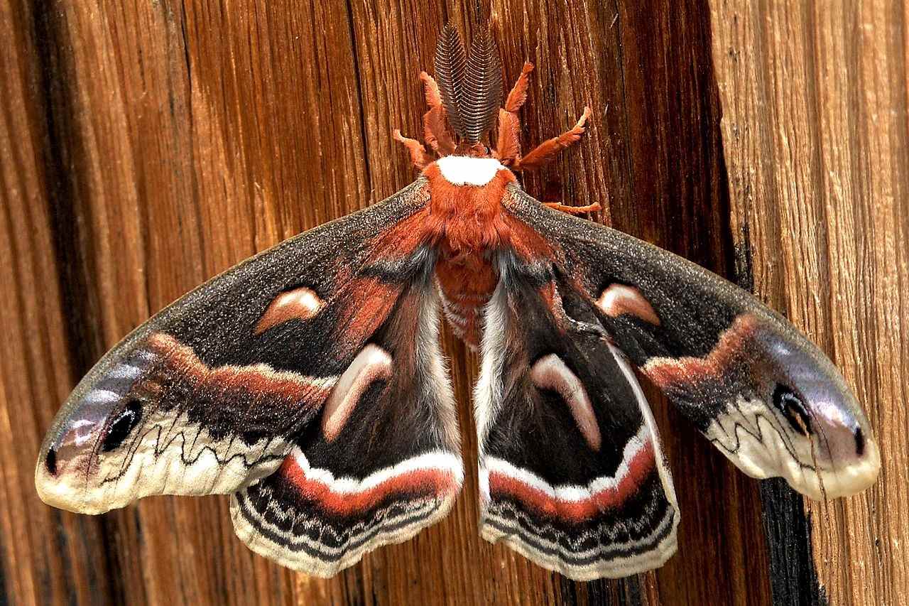10 Impressive Moths in the Family Saturniidae Facts and Photos
