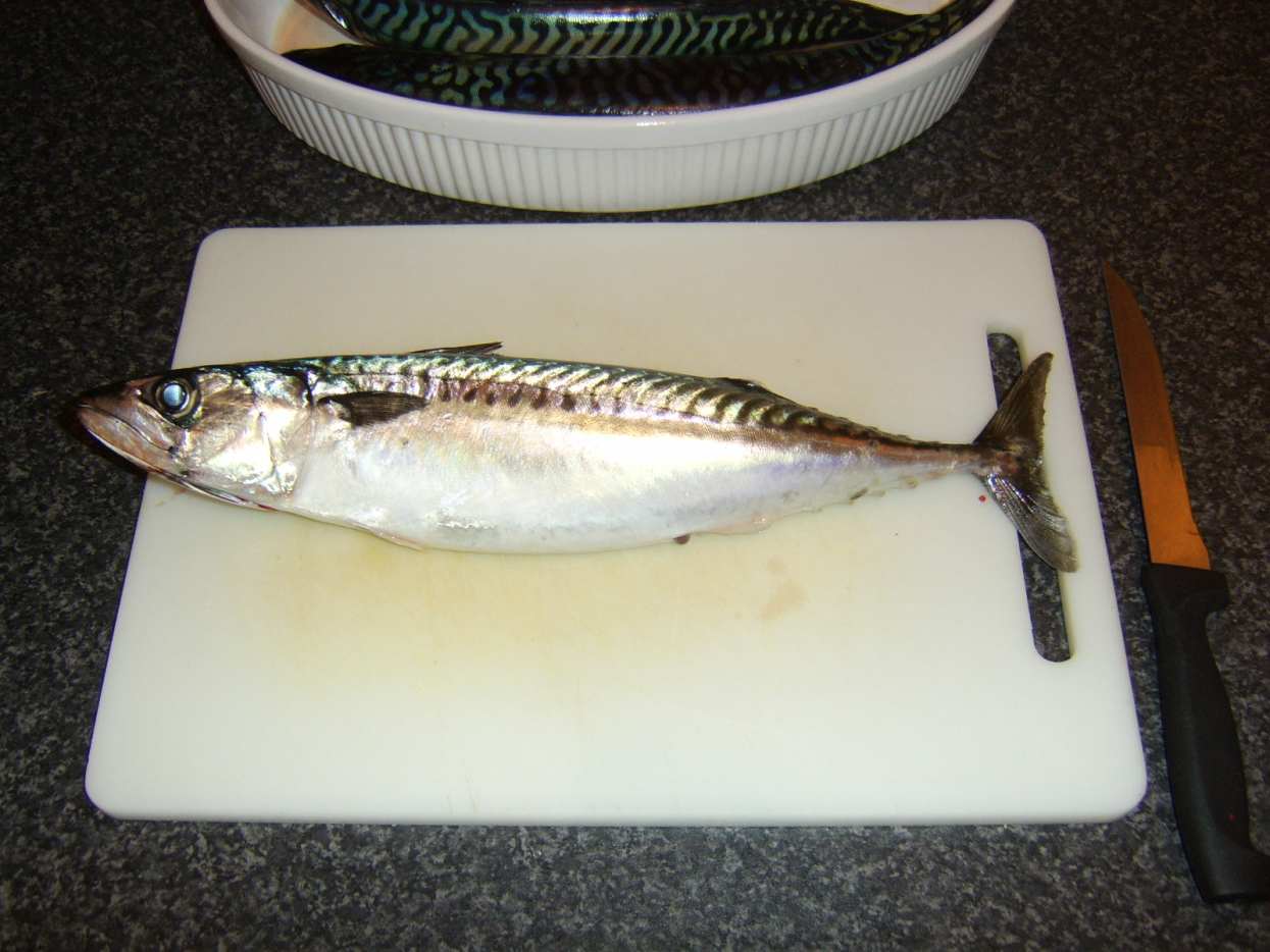 Quick and Easy Mackerel Recipes From Sea, to Shore, to Plate Delishably