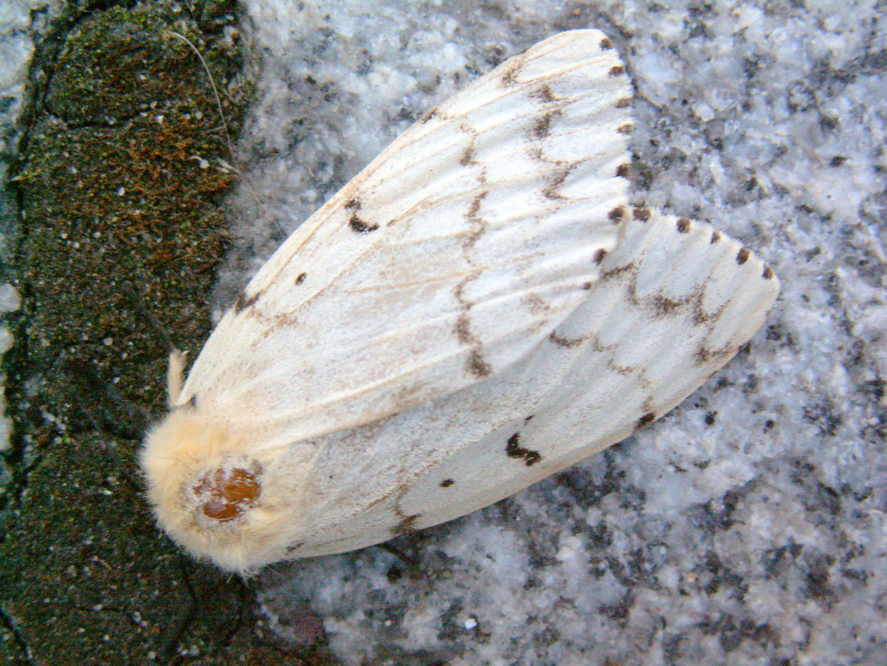 How to Identify Gypsy Moth Caterpillars (With Photos) Owlcation