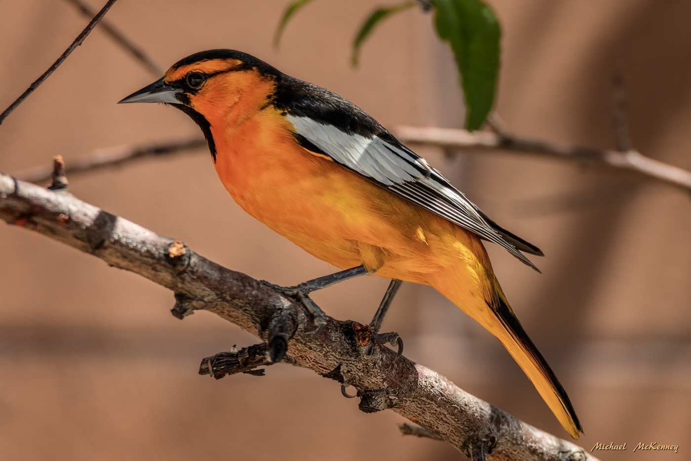 All About Bullock's Orioles and How to Attract Them to Your Yard
