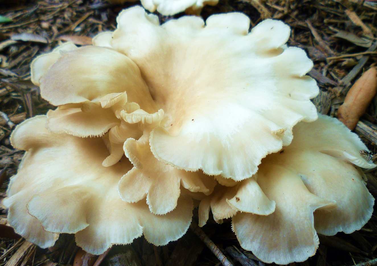 Pictures of Wild Mushrooms and Fungus Owlcation