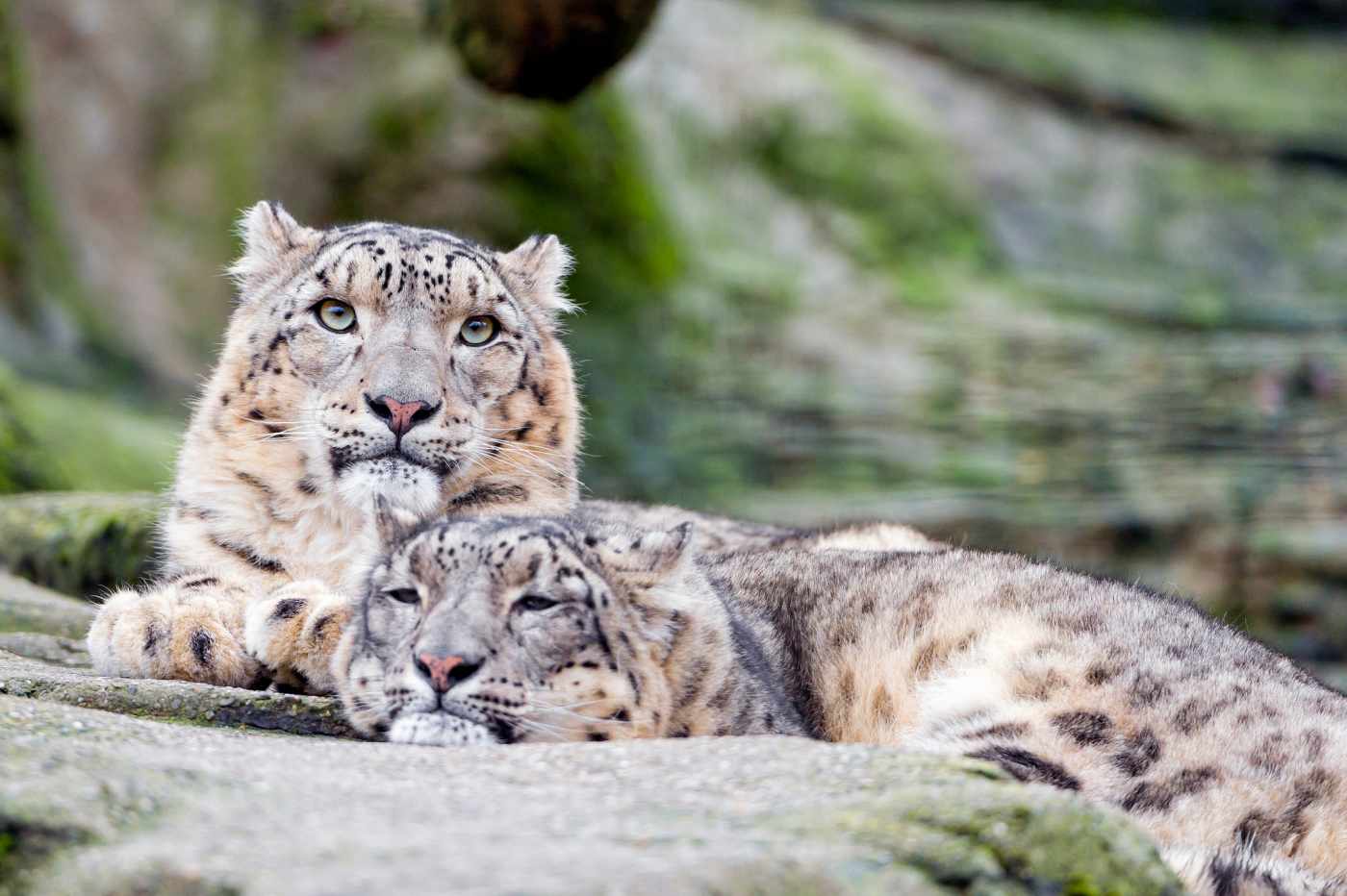 50+ Facts About Snow Leopards - Owlcation - Education