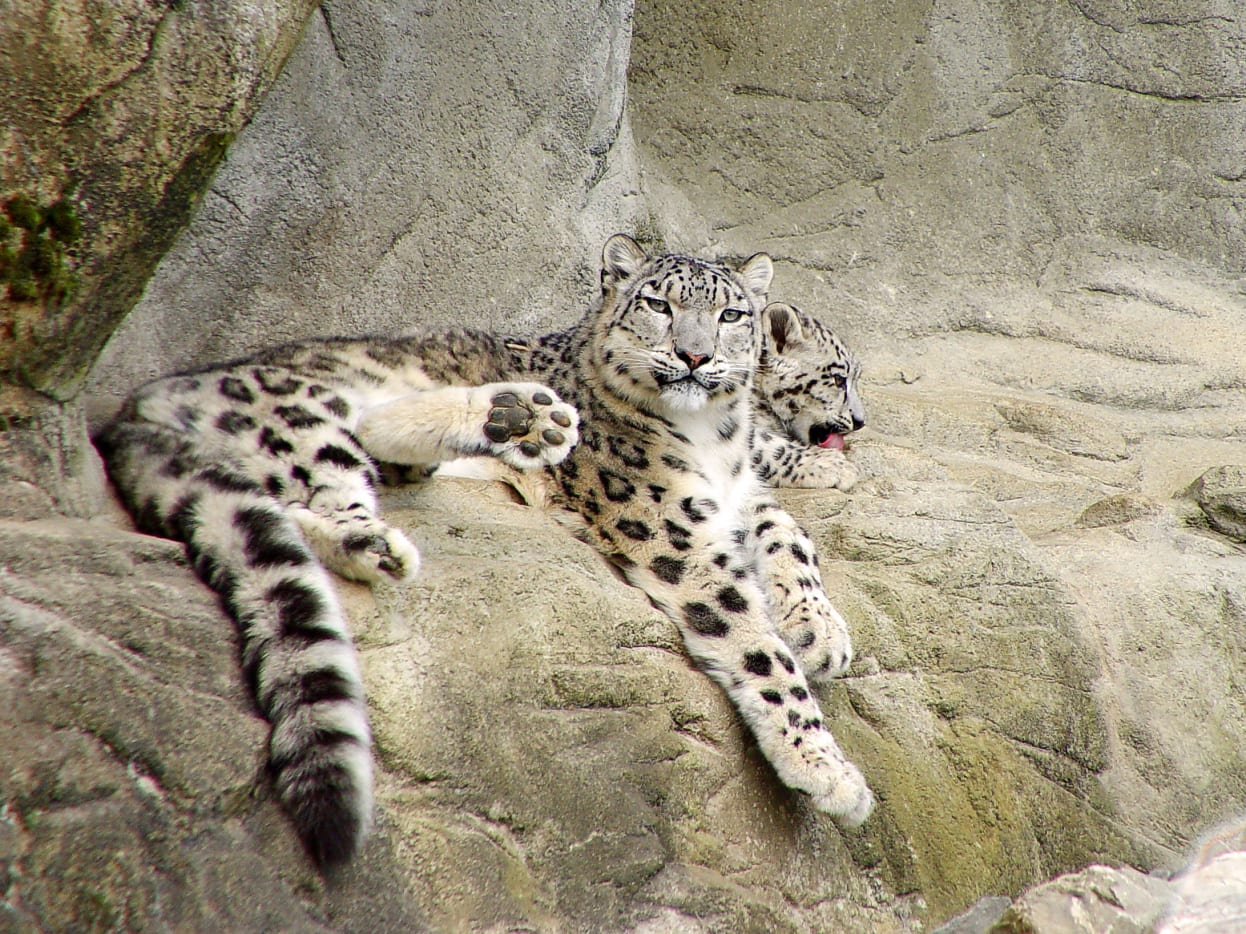 50-facts-about-snow-leopards-owlcation-education