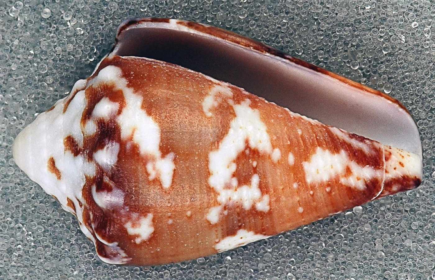 Cone Snail Venom Facts and Potential Medical Benefits Owlcation