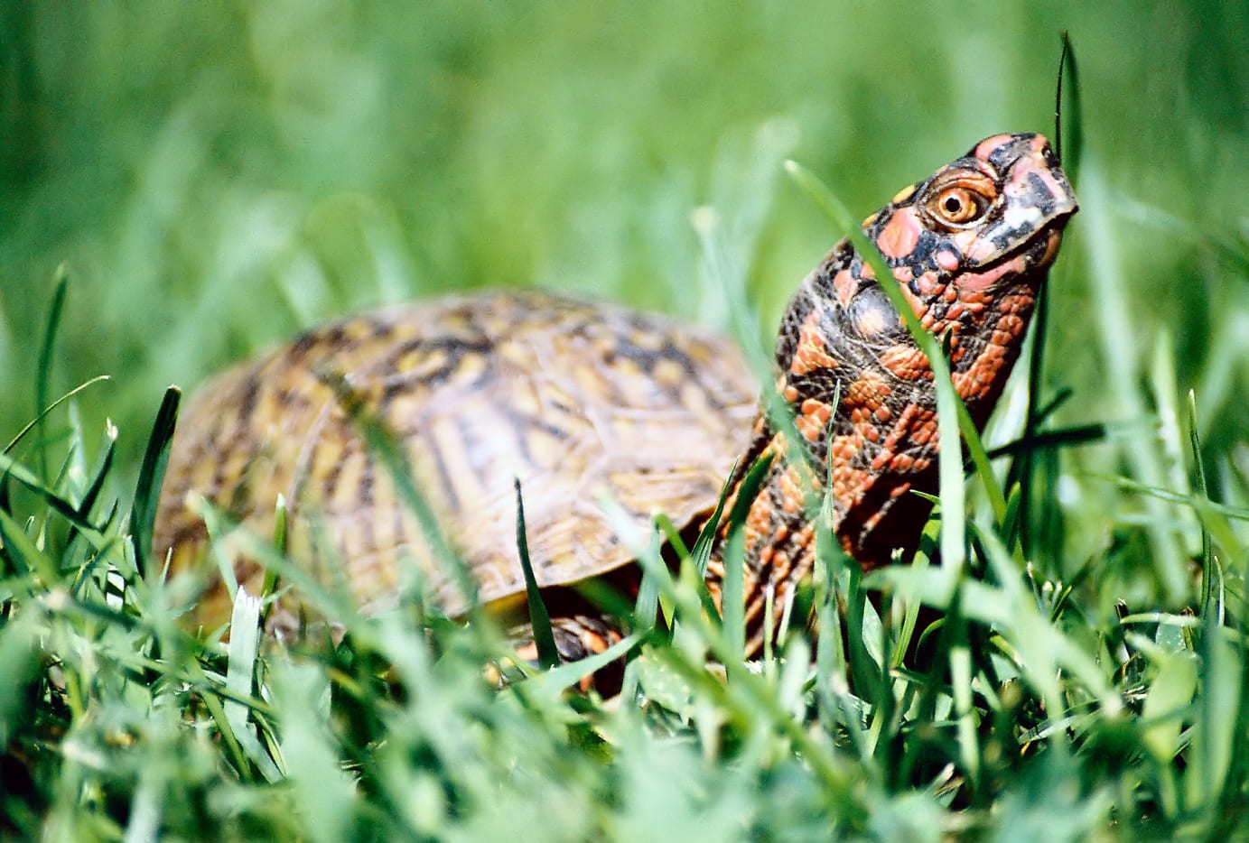 What Do Pet Turtles Eat? - PetHelpful