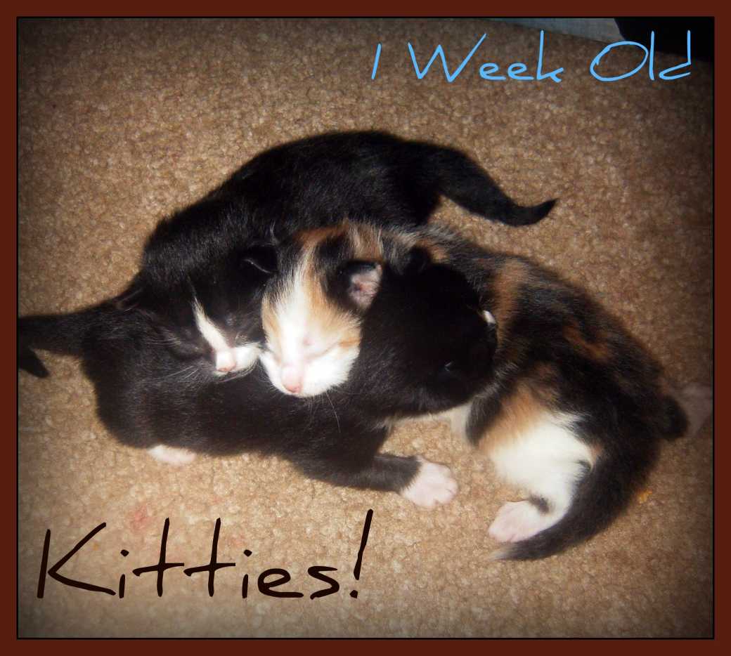 Newborn Kittens What You Need to Know PetHelpful