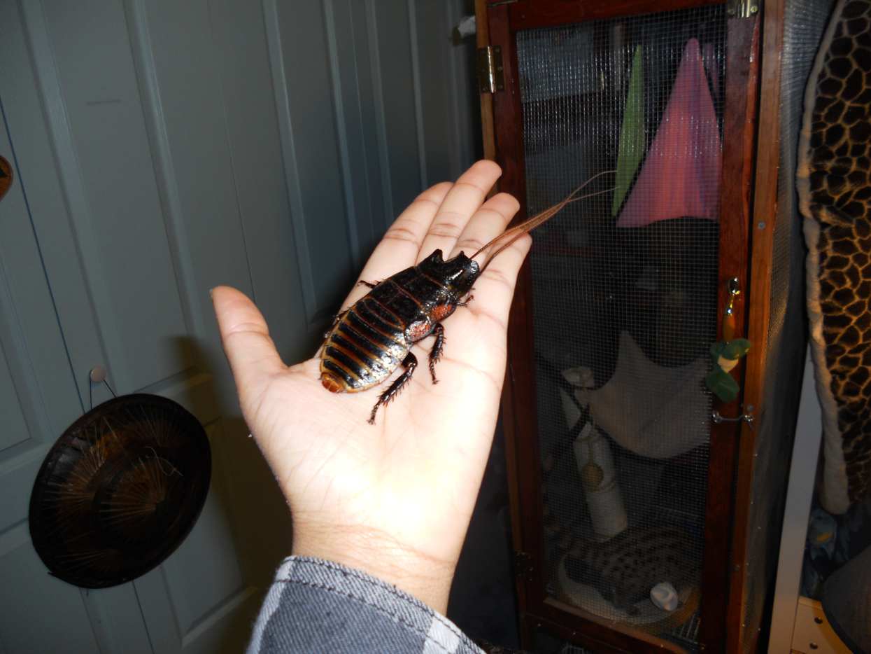 7 Legal Exotic Pets That Have Easy Care PetHelpful