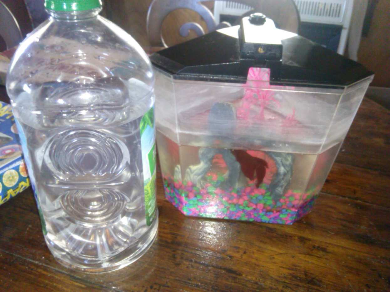 How to Easily Clean Betta Fish Tanks An Illustrated Guide PetHelpful