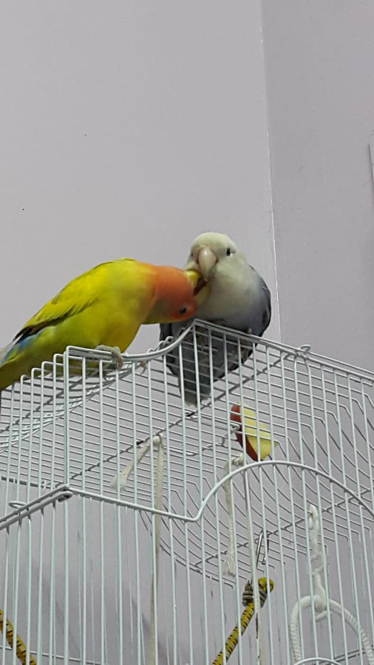 Lovebird Courtship and Mating Breeding, Nesting, Behavior, and More