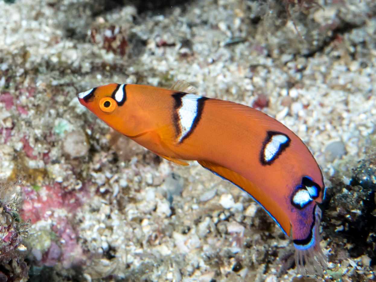 12 of the Most Beautiful Fishes from the Philippines Owlcation
