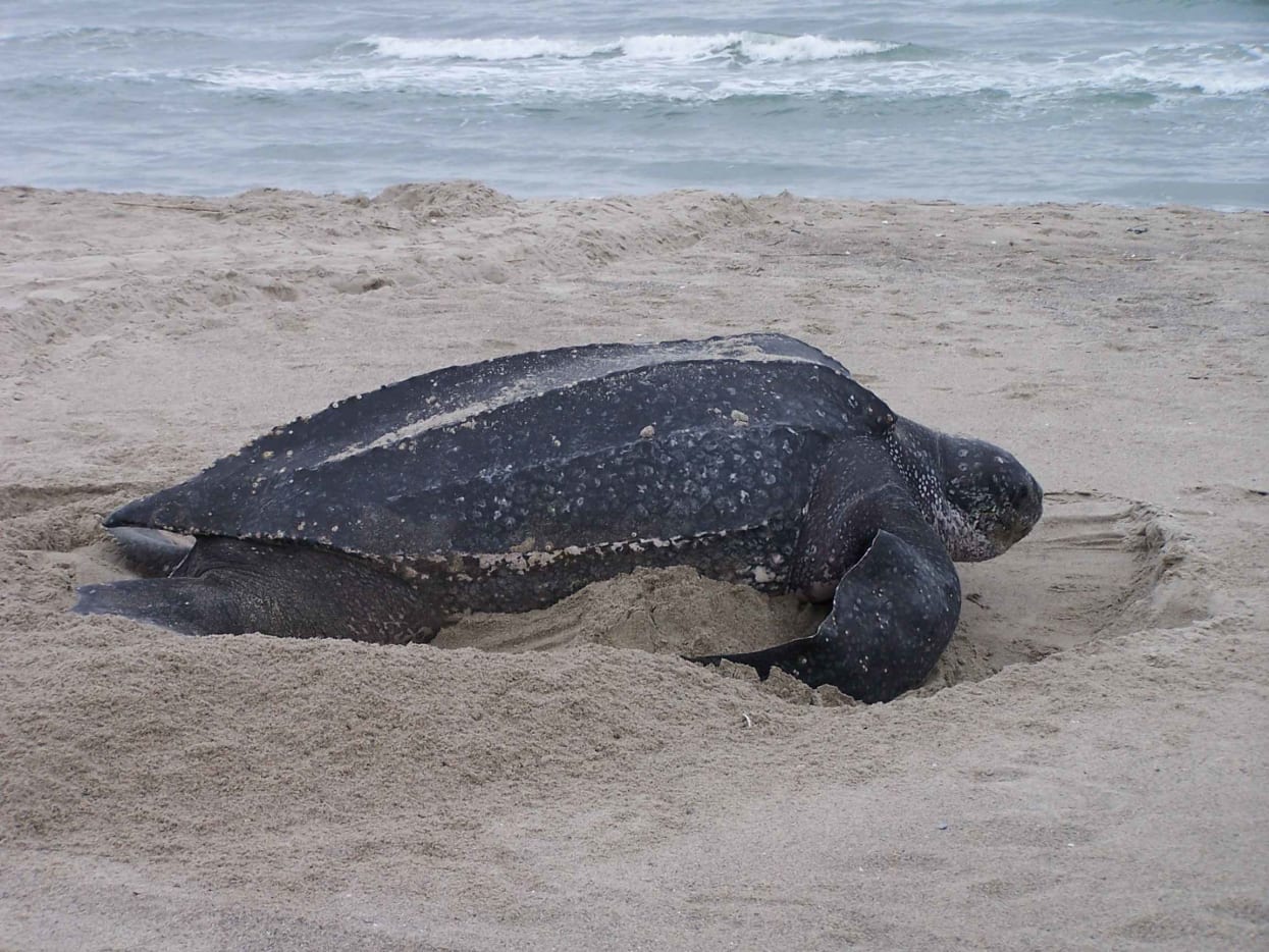 Leatherback Sea Turtle - A Critically Endangered Species - HubPages